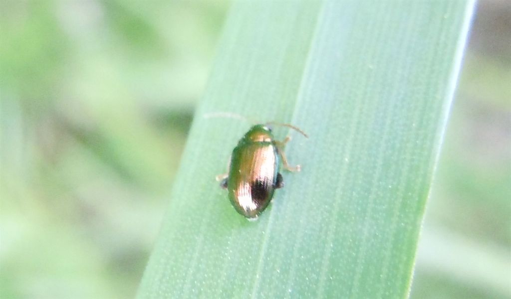 Chrysomelidae: Crepidodera sp.